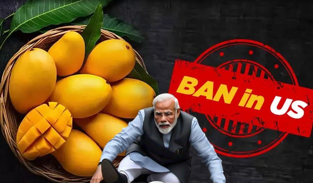15 Indian Mango Shipments Destroyed in U.S. Over Documentation Errors