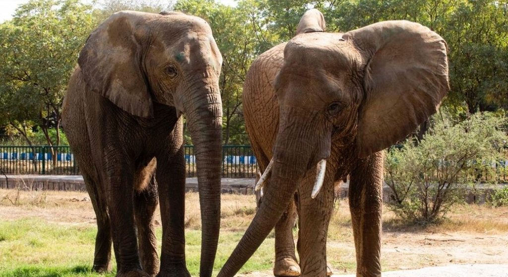 How many pills do Pakistan's last elephants take daily to treat TB?