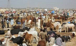 کراچی میں غیر قانونی مویشی منڈیوں پر پابندی، کمشنر نے دفعہ 144 نافذ کر دی