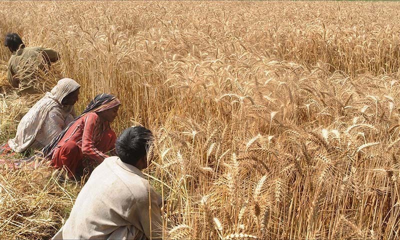 Wheat Quota Ruling