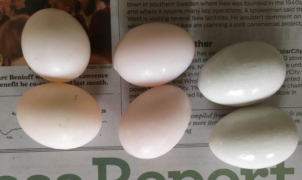 Real or Plastic Eggs