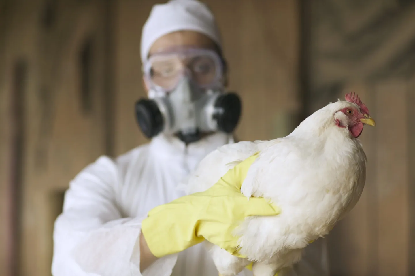 Bird flu virus