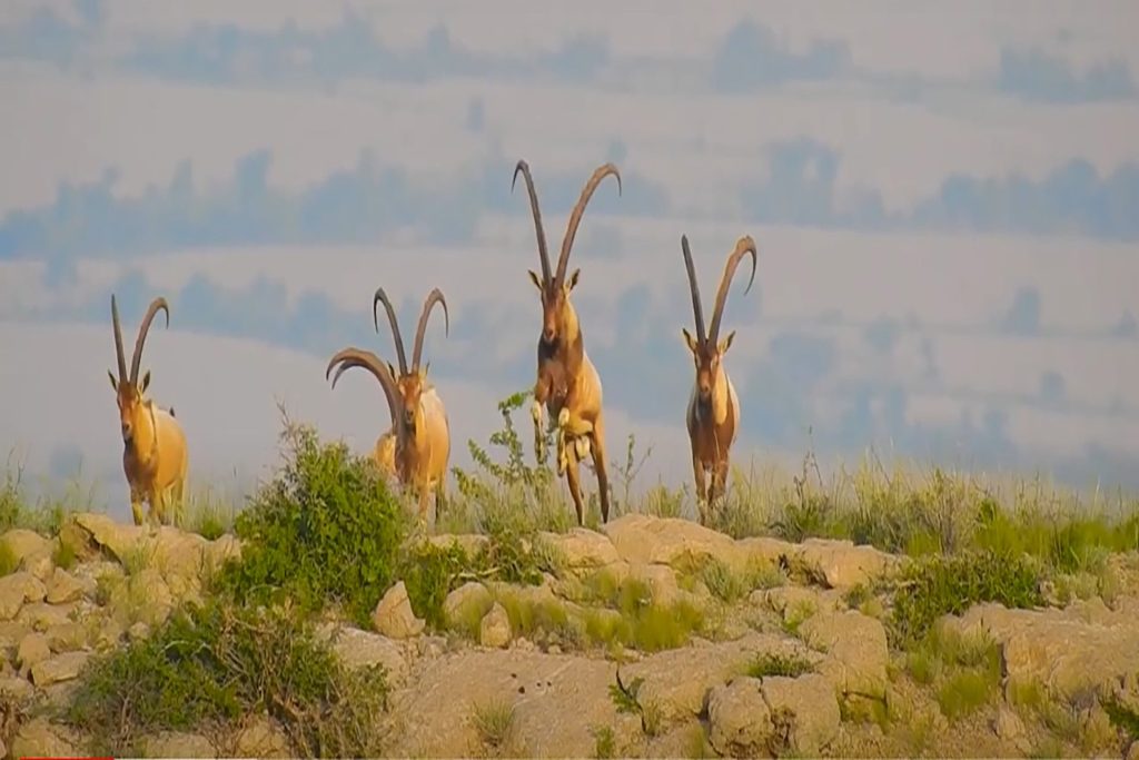Kirthar Park Preservation