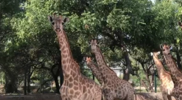 زرافوں کا قرنطینہ مکمل