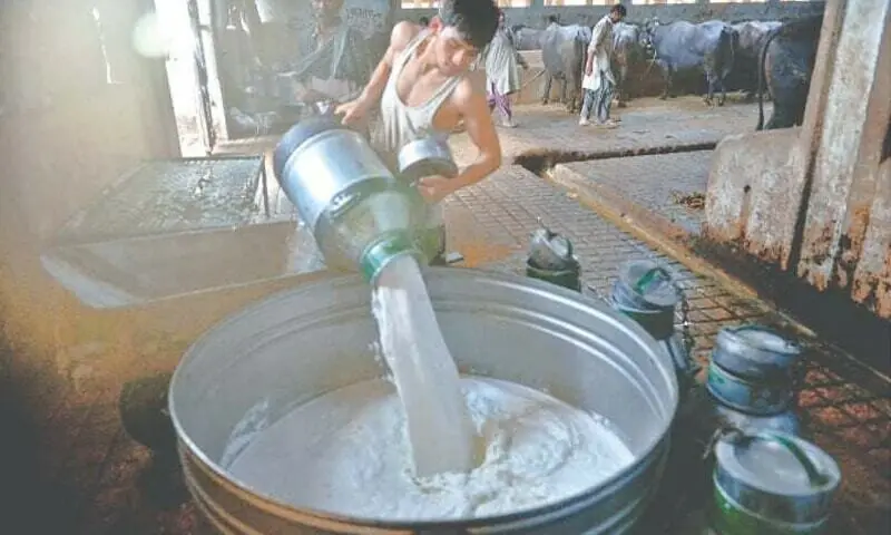 Karachi Milk Samples Found Harmful
