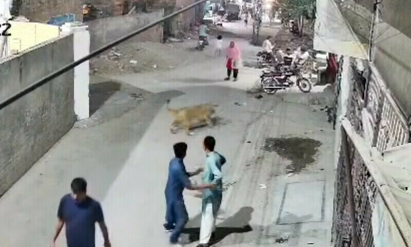 Lahore lion attack