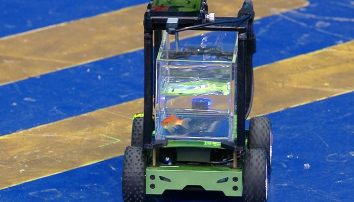 گولڈ فش نے منفرد گاڑی چلا کر عالمی ریکارڈ قائم کر دیا