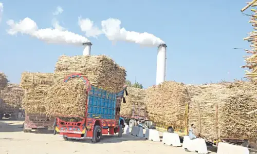 tall crop ban Rahim Yar Khan Rajanpur LHC case