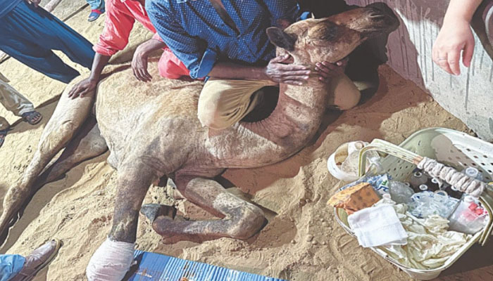 Government Forms Committee Prevent Animal Cruelty