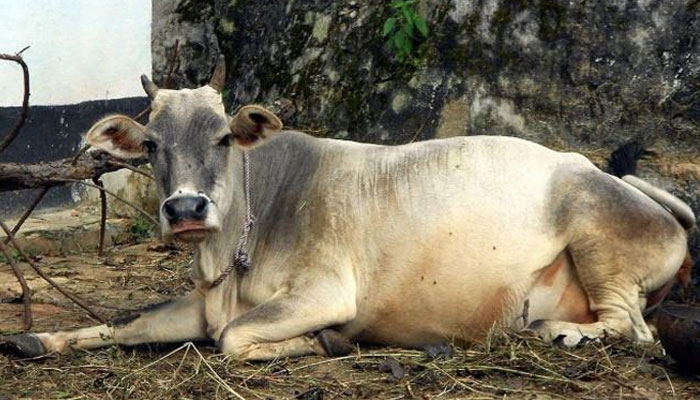 Muzaffargarh cow tongue cutting incident