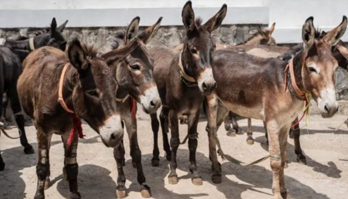 Pakistan ECC donkey meat export approval