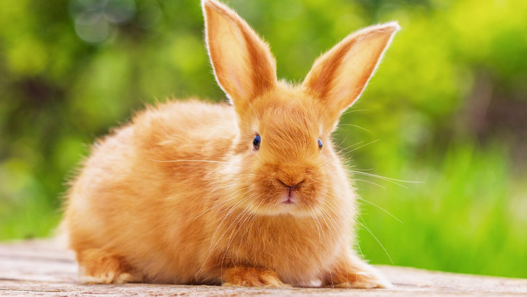 برطانوی جوڑے کا پالتو خرگوش دنیا کا معمر ترین خرگوش قرار