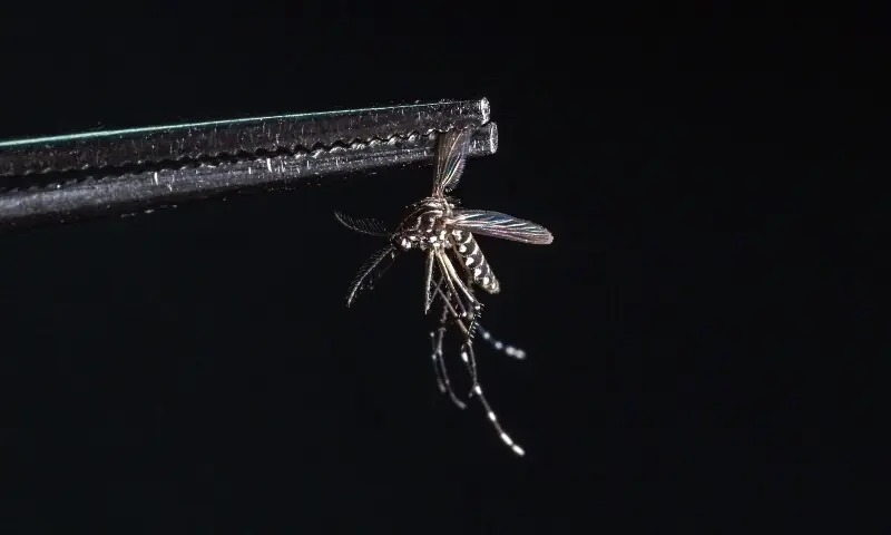 why mosquitoes bite some people more