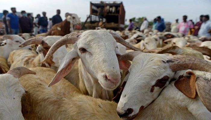 Congo virus advisory KP livestock