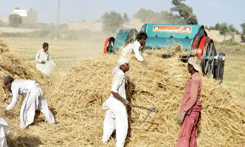 Sindh wheat procurement crisis