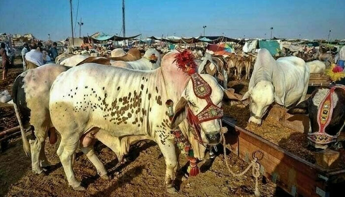 Karachi cattle markets Eid approval