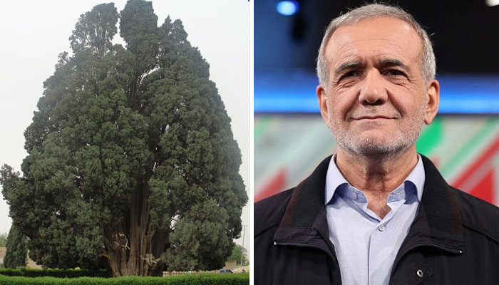 Iran President Shares old Tree