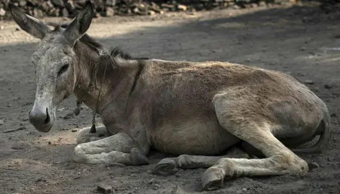 donkey abuse case in Sargodha