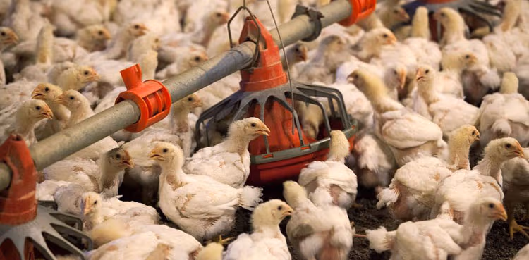 Poultry industry budget relief